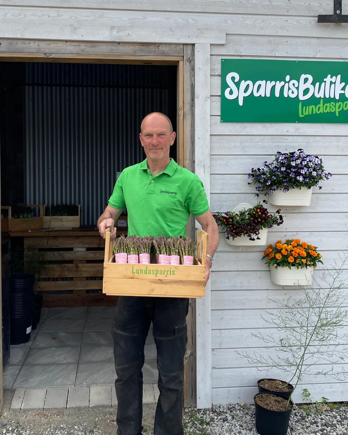 Rader av grön sparris på ett fält utanför Lund